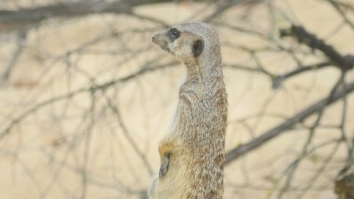 Erdmännchen schaut raus