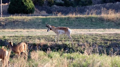 A buck pronghorn (antelope) walking near a small herd of Mule Deer while grazing in New Mexico.