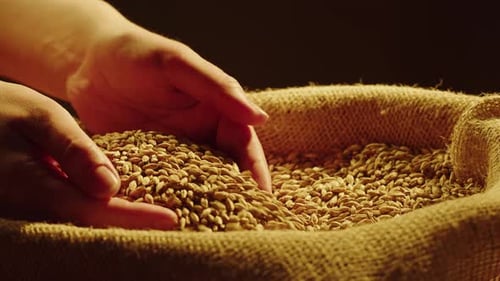 Dry Golden Wheat Closeup