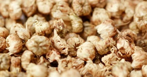 Close-Up View of Dried Chrysanthemum Flowers