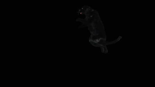 Animated 3D Black Panther Stands on Hind Legs