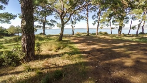 Flying Between The Pine Trees That Reveals The Sea