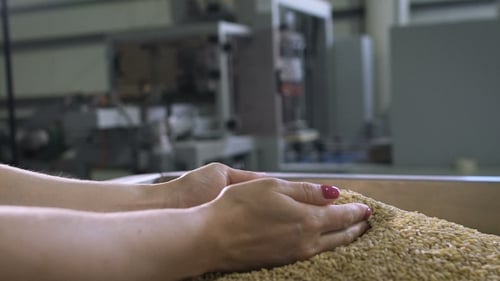 Produktion von Lebensmitteln. Die Managerin bewertet die Qualität der Rohstoffe.