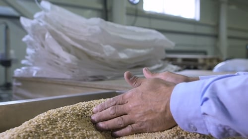 Harvest, Of Farmer's Hands Holding Wheat Grains