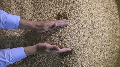 Man Showcasing a Pile of Grain in Hands