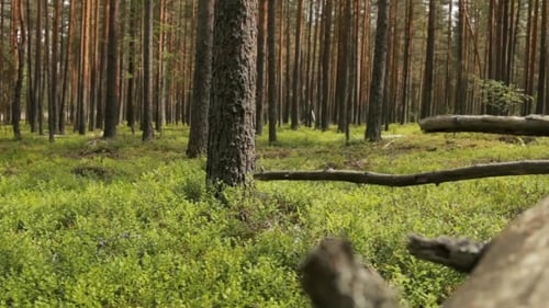 Alter umgestürzter Baum im Pinienwald