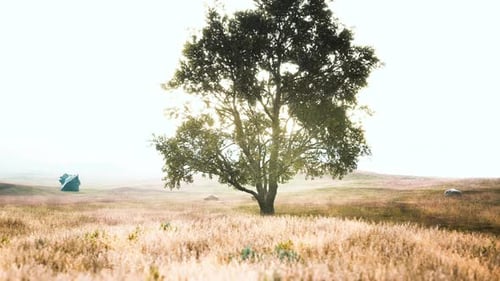 Landscape with a Hill and a Single Tree at Sunrise with Warm Light