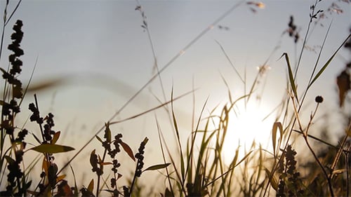 Golden Sunrise Through Wild Grasses Swaying