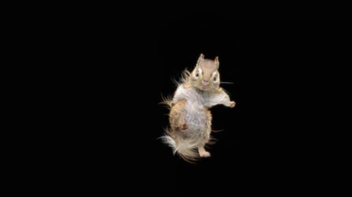 Cute Realistic Squirrel Animation on Transparent Background