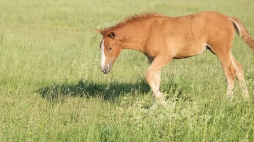 A Young Foal Walks on a Green Meadow