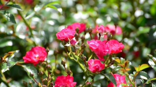 Vibrant Pink Roses Blooming in Garden