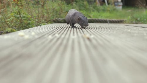 Wild mink walks up to crumbs and starts eating