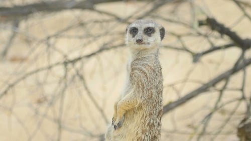 Meerkat: Ausschau