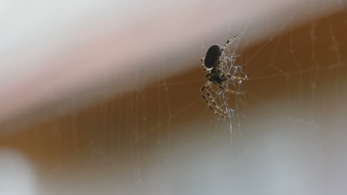 Araignée sur la toile, mange sa proie