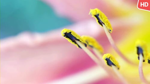 Flower In Nature 0505