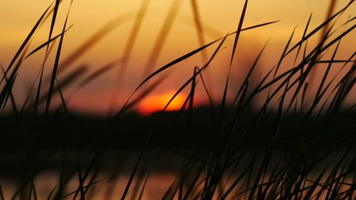 Sunset Through Grass near Water