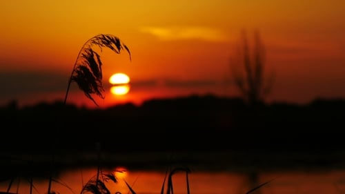 Golden Sunset with Silhouetted Reeds over Water