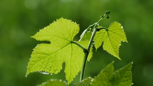 Raindrops on fresh green grape vine leaves