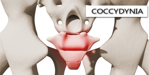 Animated 3D Human Skeleton Sacrum and Coccyx Highlight