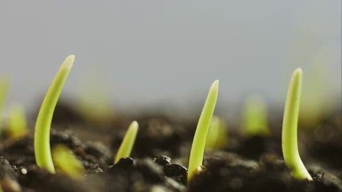 Plantes en croissance