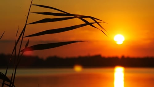Golden Sunset Over Lake With Silhouetted Reeds