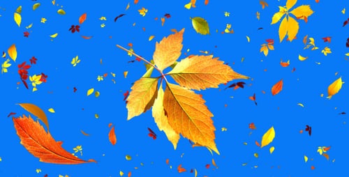 Realistic Falling Autumn Leaves with Alpha Channel