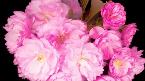 Pink Blossoms Blooming in Close Up View