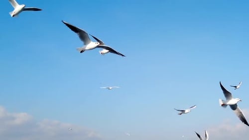 Flock of Seagulls Soaring in a Bright Blue Sky