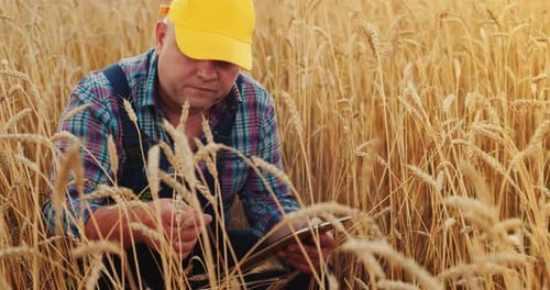 Farmer Using Tablet in Golden Wheat Field