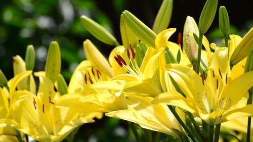 Bright Yellow Lilies Blooming in Natural Daylight