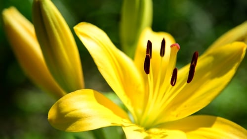Bright Yellow Lily Bloom in Close Up