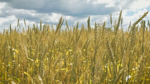 Golden Wheat Field And Cloudy Day