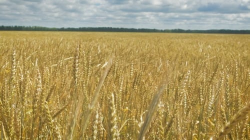 Golden Wheat Field And Cloudy Day