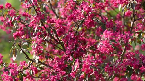 Spring Crab-Apple Tree Flowering