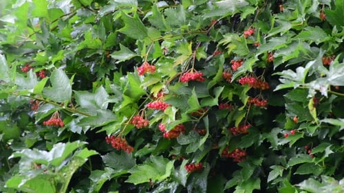 Viburnum Bush im Regen