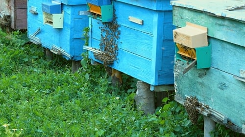 Busy Bees Entering Colorful Beehives on a Farm