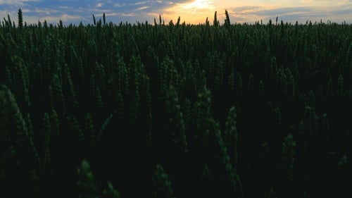 Wheat Field At Dawn
