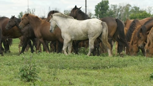 Horses Grazing Together in a Rural Pasture