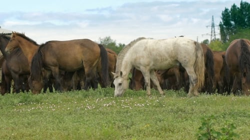 Horses Grazing Peacefully in a Green Meadow
