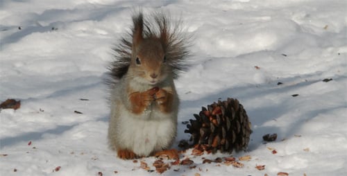 Squirrel Eating a Pine Cone in the Snow