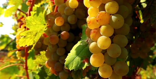 Ripe Grapes Growing on the Vine in Sunlight