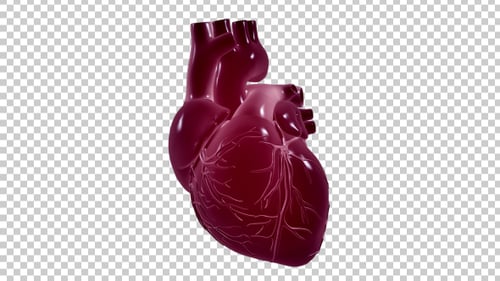 3D Human Heart Rotating Alpha Channel Animation