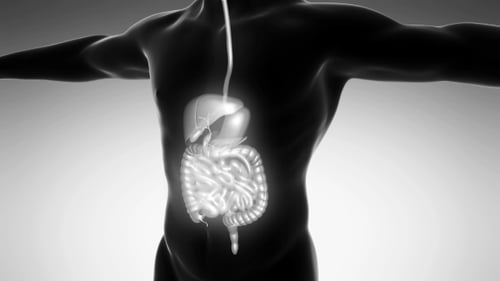 Human Digestive System Anatomy with Food Passage Animation