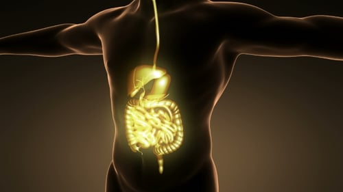 Glowing Human Digestive System Medical Animation