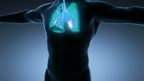 Medical Animation of Human Lungs and Respiratory System