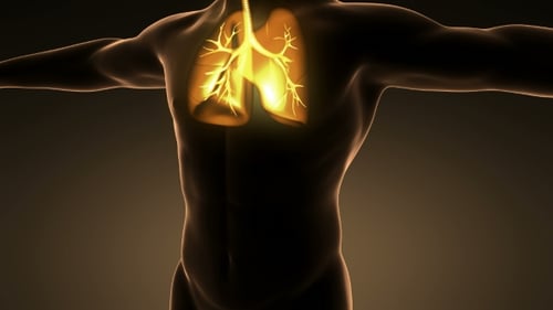 Animated Human Lungs Breathing in Medical 3D View