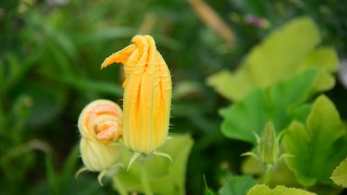 Blühende Zucchini im Garten