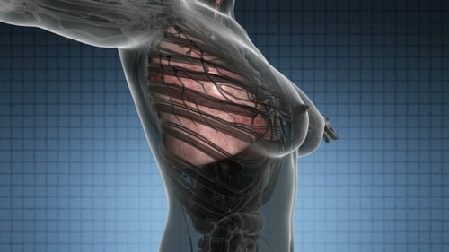 Human Body With Visible Lungs