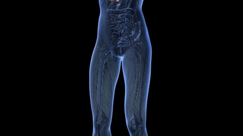 X-ray Scan of Female Body Showing Lungs and Breast Anatomy