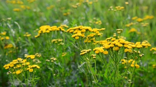 Close Up of Yellow Flowers in a Field